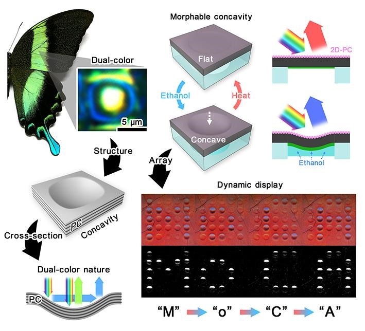 (MoCA): a pixelated colour-changing soft system that mimics the colour-changing structure of butterfly wing.