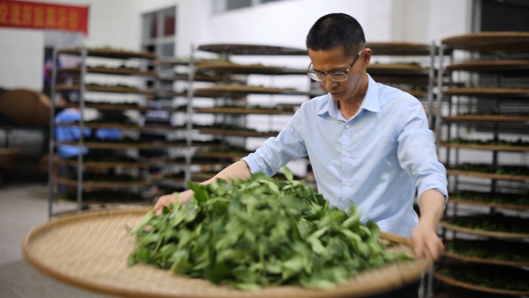 Part of the process for making tea.