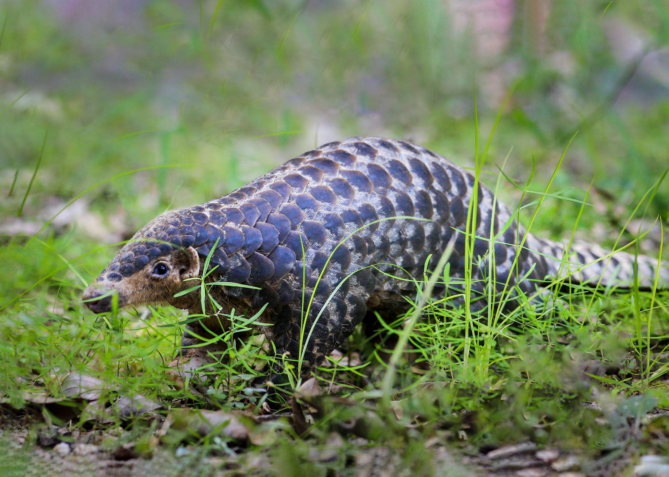 Chinese pangolin, a wild animal under first-class state protection